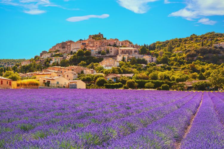 Lavendar fields in Provence