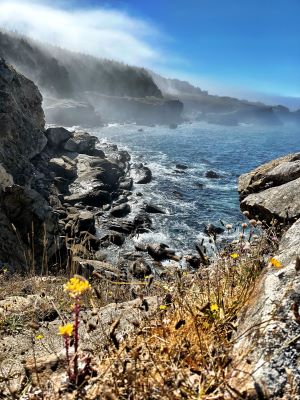 Sonoma County Coast