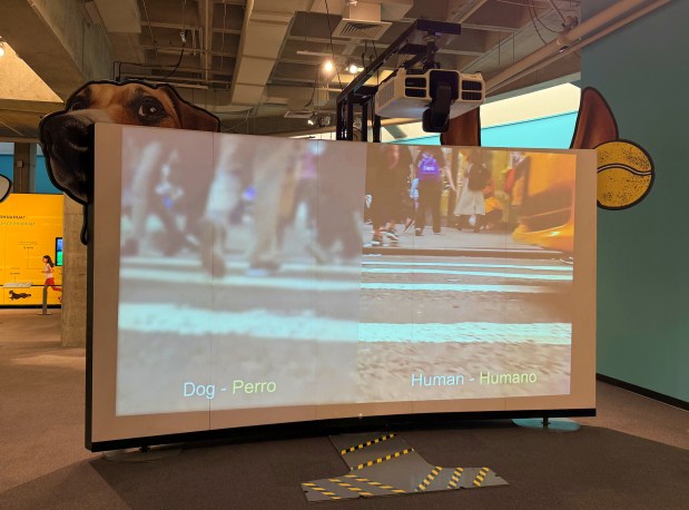 A dog's vision, on the left, is compared to that of a person in 