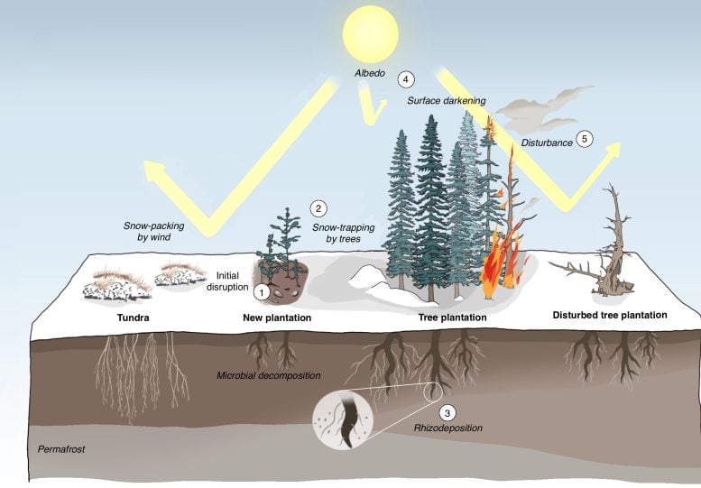 The Direct and Indirect Effects of Afforestation on Climate Forcing at High Latitudes and Their Relative Magnitudes Over the Lifetime of a Plantation