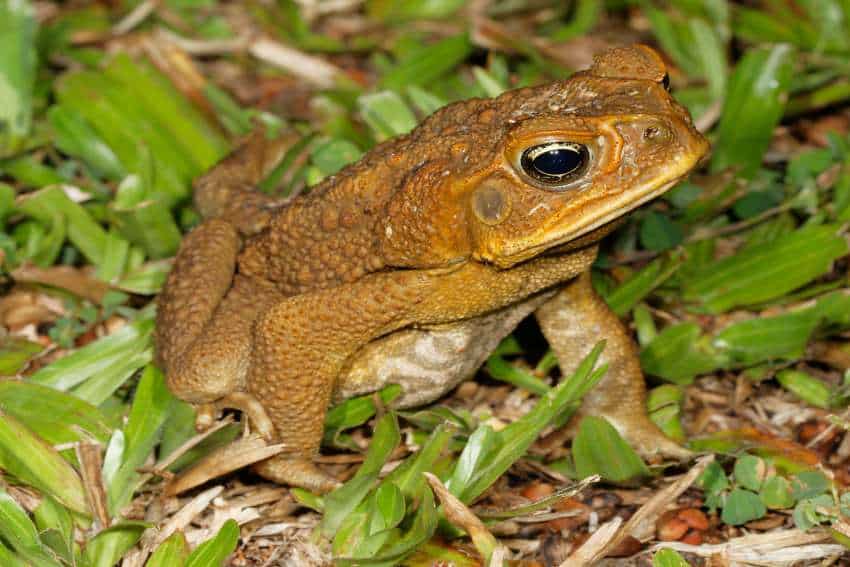 A large toad sits in the grass. Citizen science is helping chart their spread.