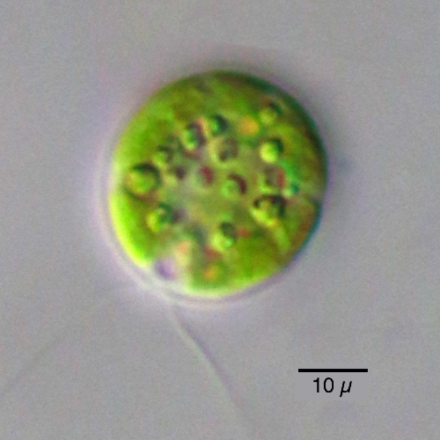 A small green circle with bumps and two tiny string-like threads at the bottom