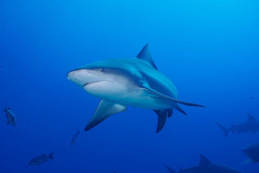 A bull shark swims towards camera in an all ocean blue background other sharks silhouetted in distance