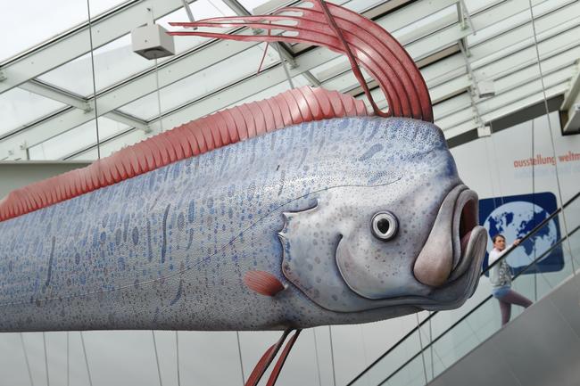 The replica of an oarfish hangs in the exhibition of the Oceanarium at the port.