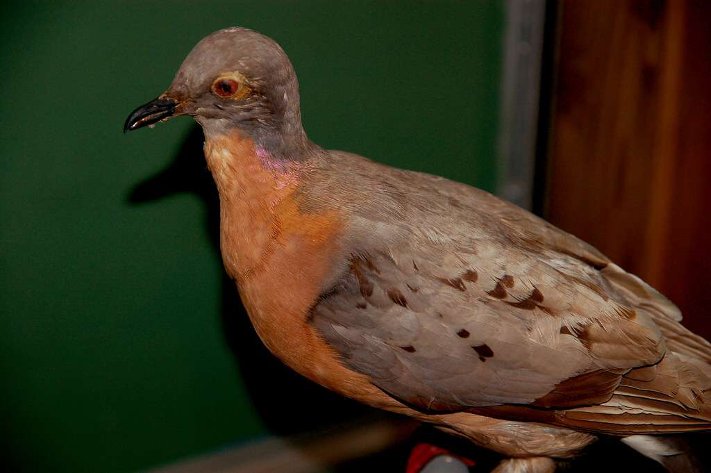 Extinct passenger pigeon