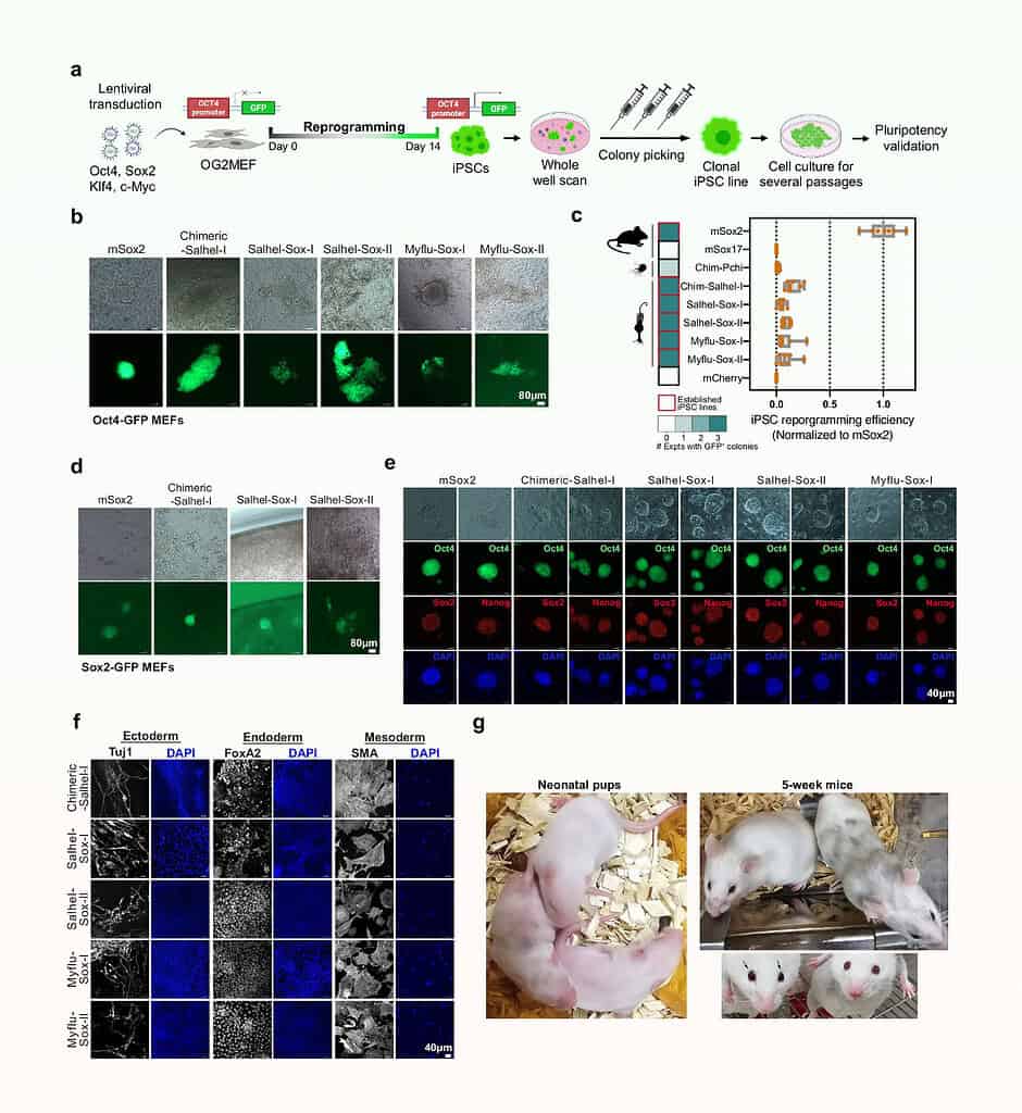 Images and diagrams showing the details of the chimeric mouse study