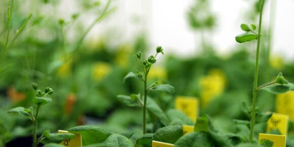 image_9212-Arabidopsis-thaliana.jpg