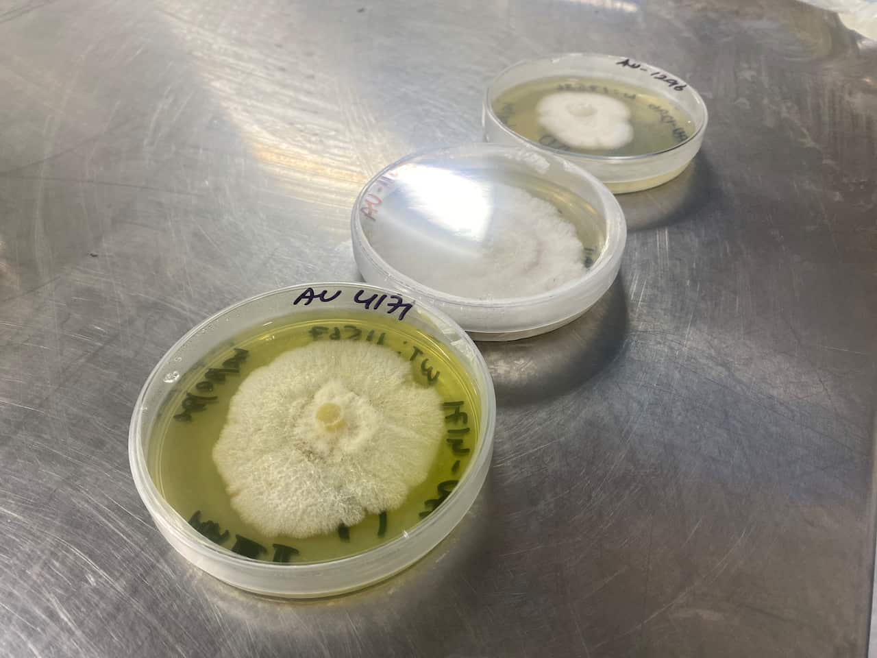 A close-up of fungal spores in three plastic containers. 