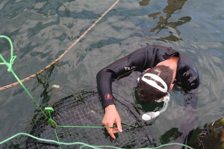 Researcher Youenn Jezequel gets in the water to check on some of the study subjects.