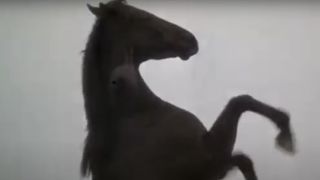 The horse from Black Beauty standing up