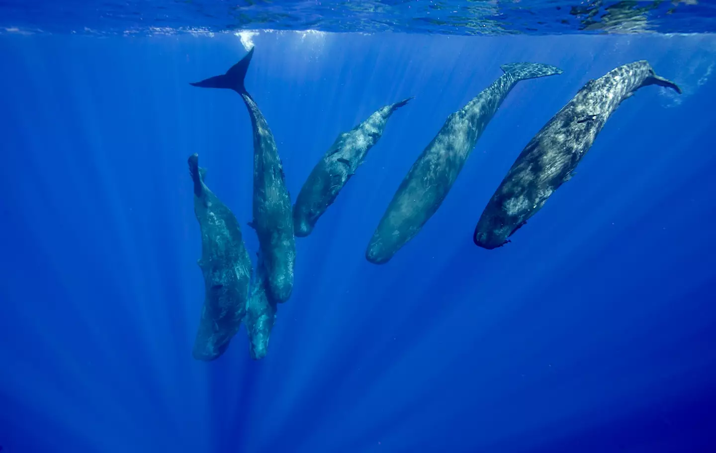 It turns out the mysterious clicking noise is made by sperm whales that are using echolocation (Getty Stock Photo)