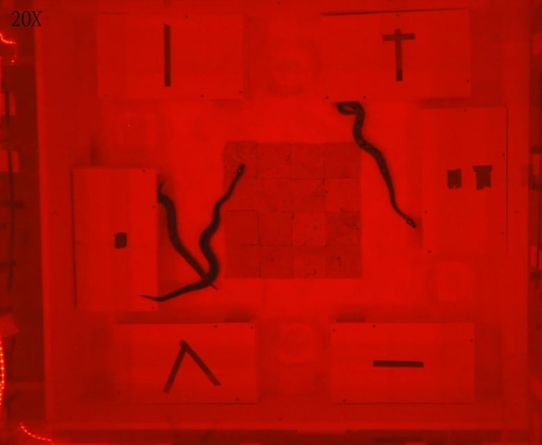 An enclosure, pictured from above through a bright red light, with six boxes, each marked by a different symbol. Snakes can be seen slithering between, and in and out of, the boxes.