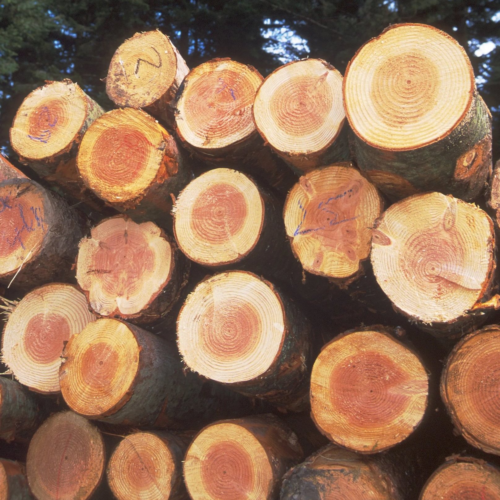 Stack of Douglas fir logs.