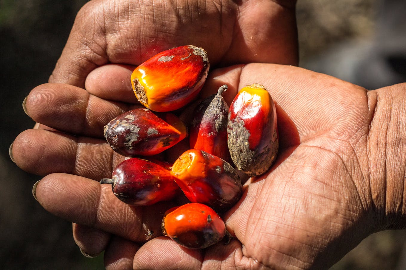 Climate_Villains_Palm_Oil_Plantation