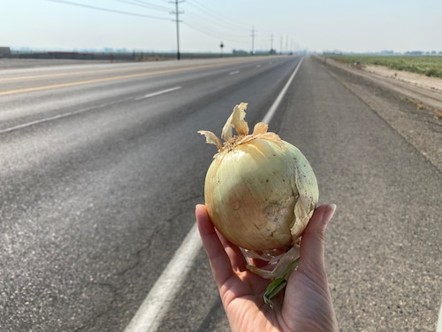 woman's hand holds up a yellow onion on the side of a rural highway