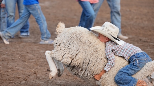 little boy in cowboy hat rides a sheep