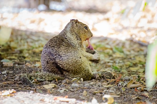 Out of 74 observed interactions with voles between, almost half (42 per cent) involved active hunting of these small rodents by ground squirrels