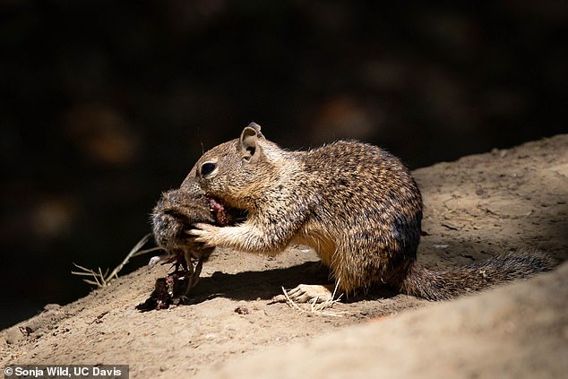 Scientists have captured shocking footage of California ground squirrels hunting, killing, and then eating voles