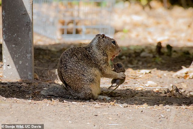 The scientists we observing the squirrels at Briones Regional Park in Contra Costa County when they spotted the unusual behaviour