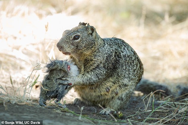 Until now, squirrels have been considered 'granivorous' animals (those that feed on grain), but the new footage suggests that squirrels are evolving to become carnivorous