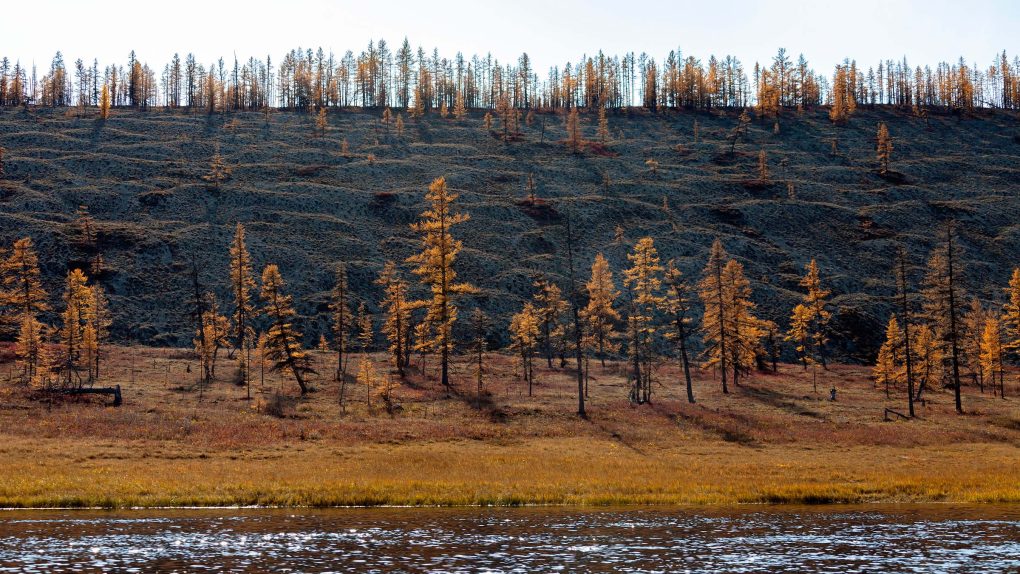 coast of taiga river, siberian permafrost