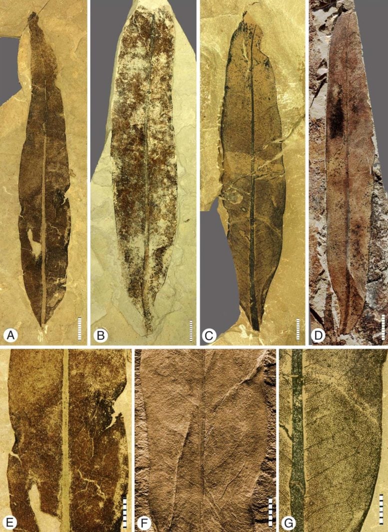 Compound Leaves Plant Fossils