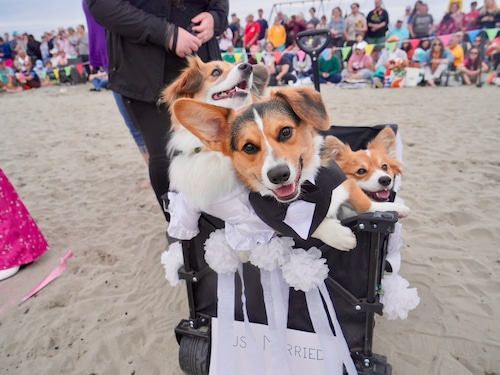 Corgi Beach Takeover