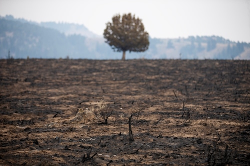 A solitary tree can be seen in the distance behind a field blackened by fire