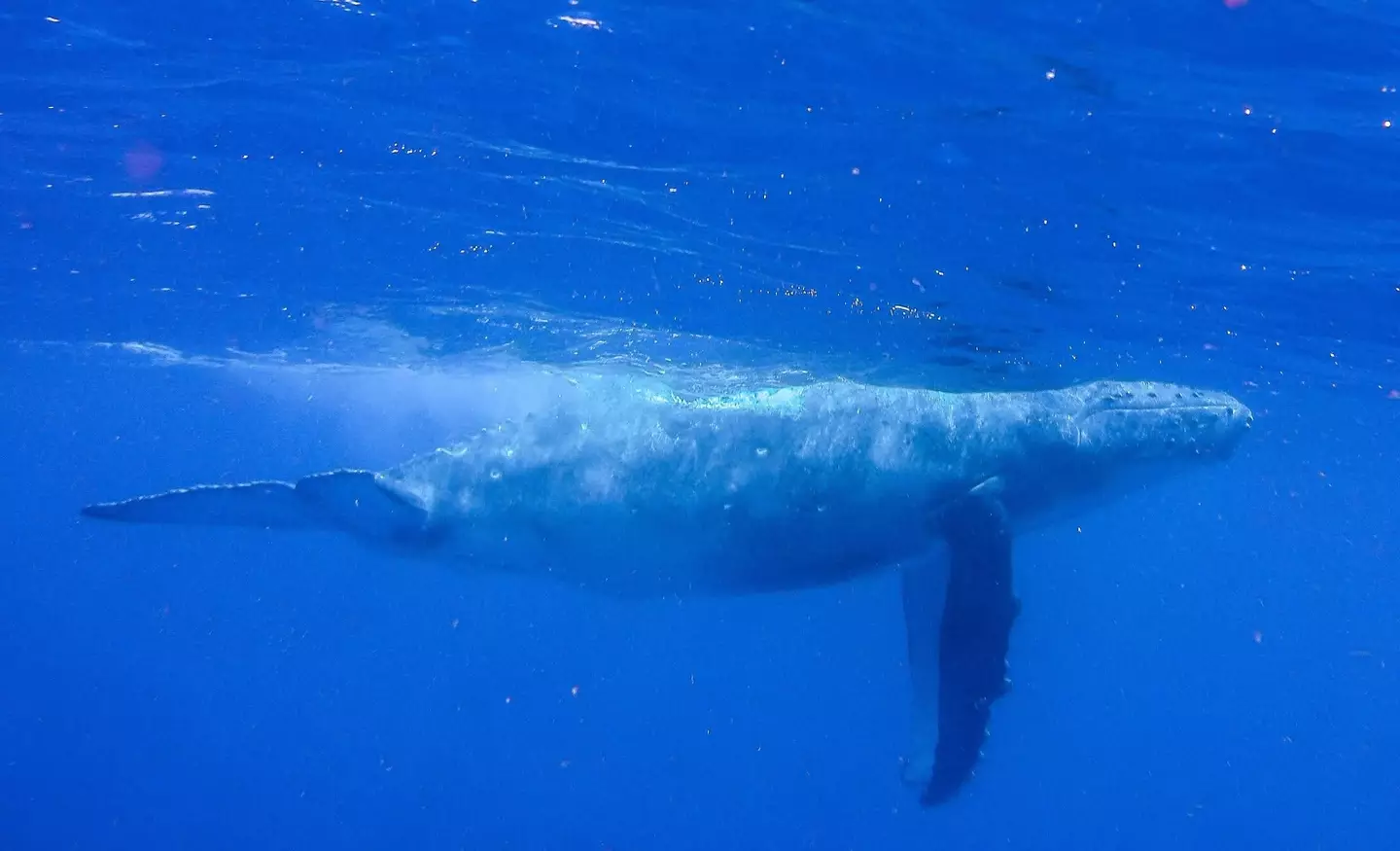 The Taoka isn't like regular whales (Getty Stock Images)