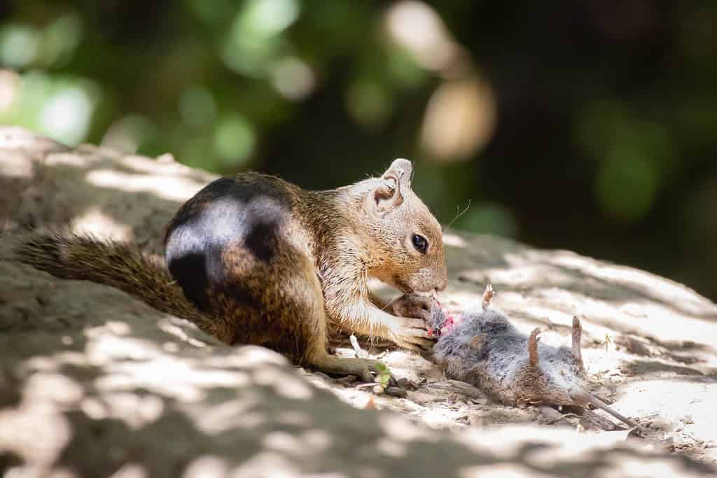 Image of squirrel eating a vole after a hunt.