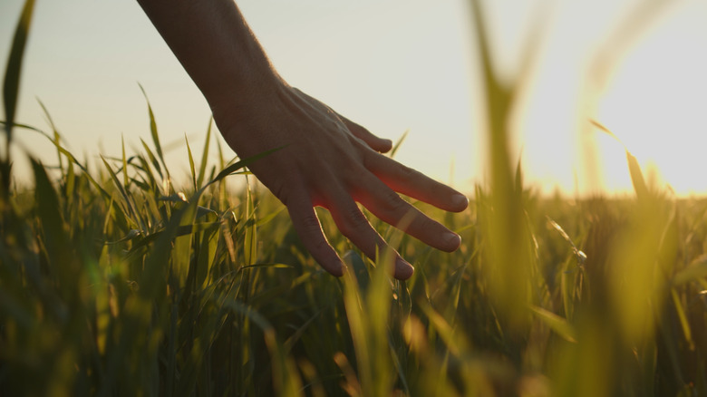 Hand touching grass