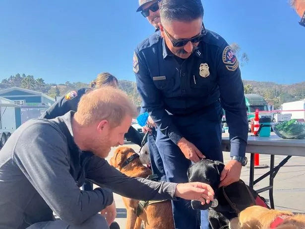 Harry pets one of the therapy pets