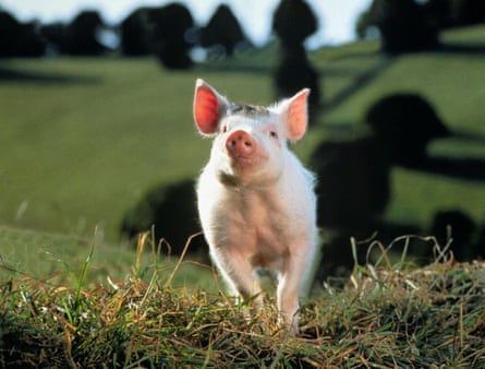 The pig in Babe looking impossibly cute, stood on a green sunlit hillside