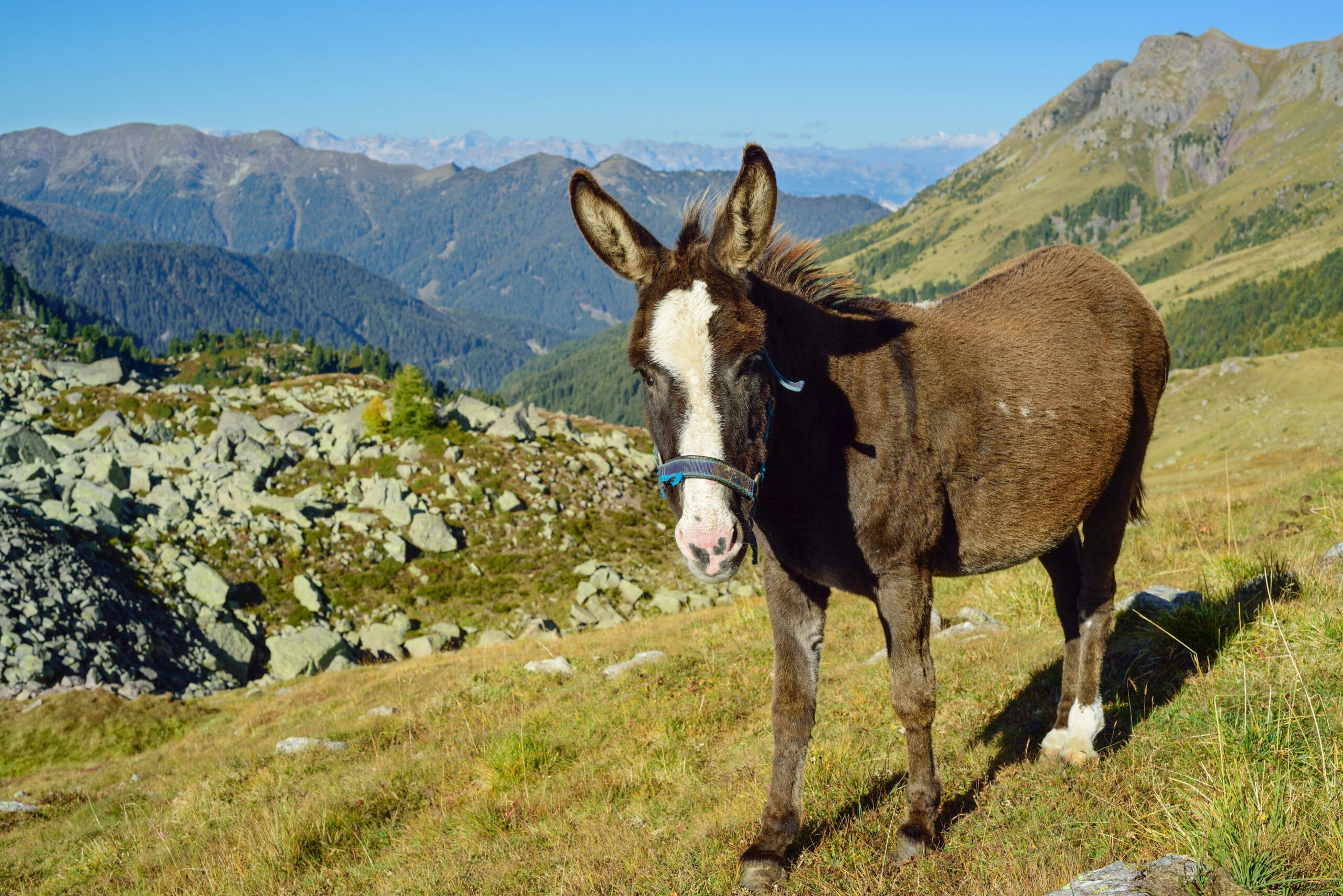 Donkey in the Dolomites mountains.