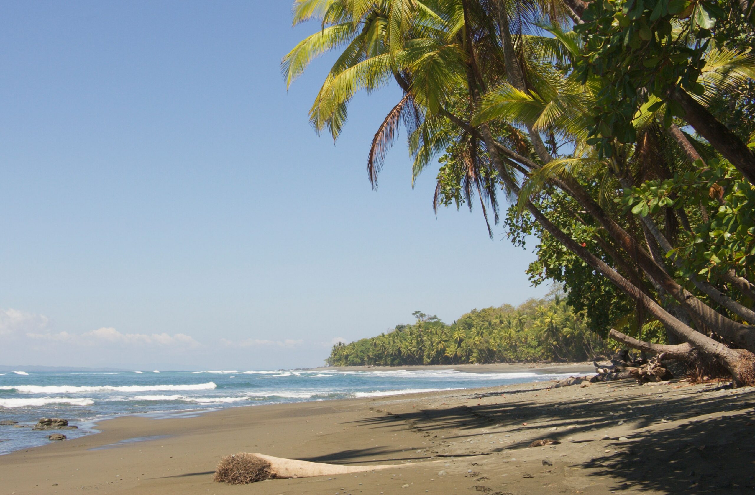 Beach at Pavones, Costa Rica, with palm trees and ocean waves.