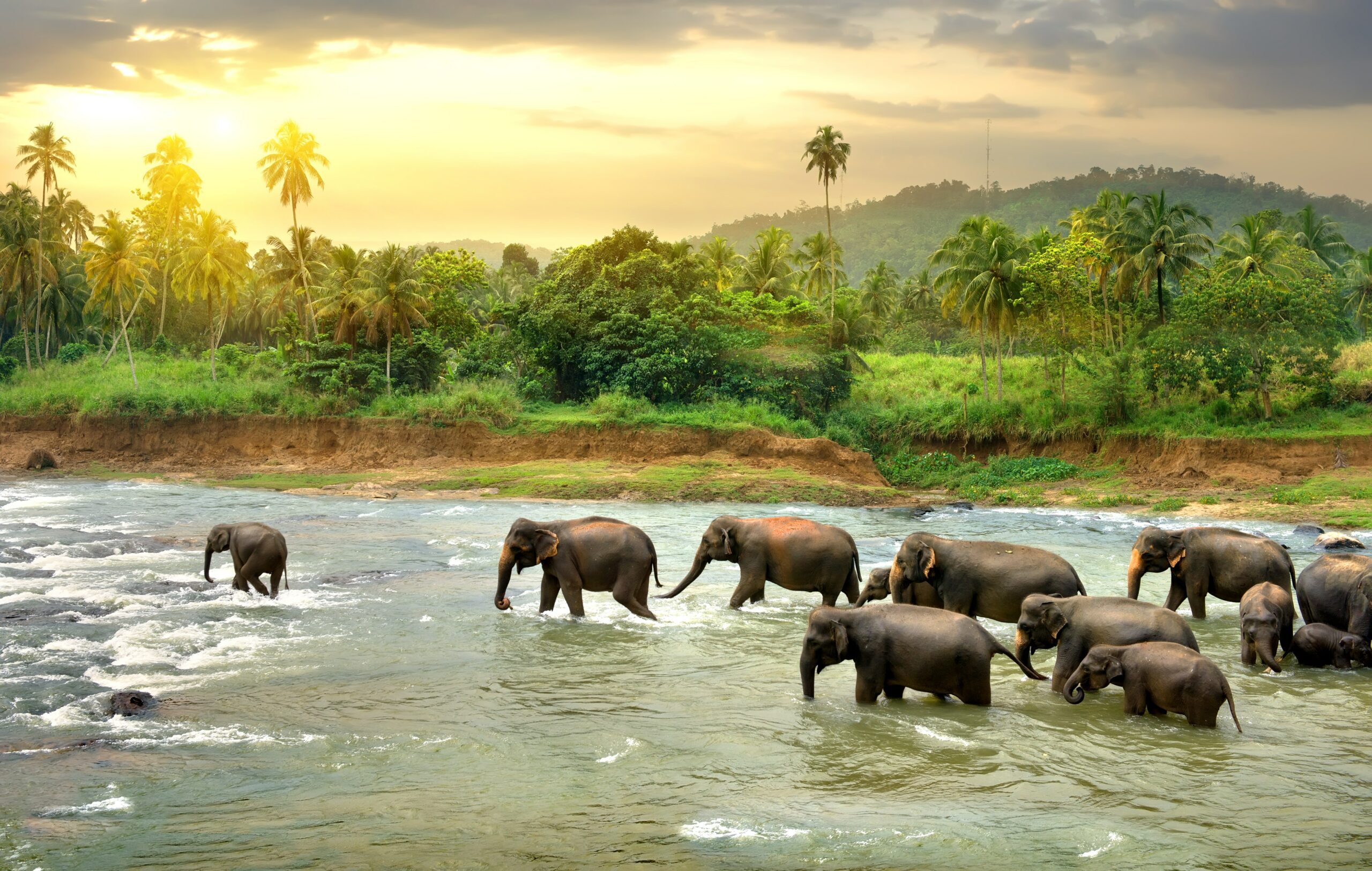 Herd of elephants walking in a jungle river.