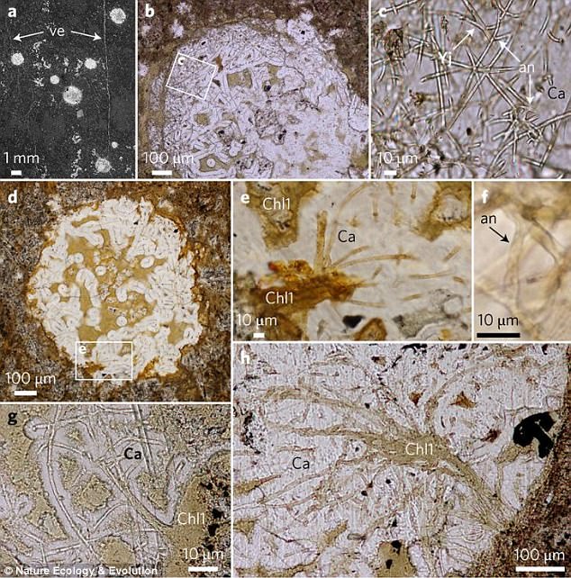 Earth itself is about 4.6 billion years old and the previous earliest examples of eukaryotes - the 'superkingdom' of life that includes plants, animals and fungi, but not bacteria - dates to 1.9 billion years ago. The fossils have slender filaments bundled together like brooms (pictured)