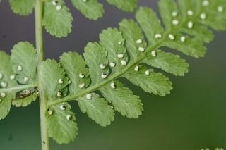 A closeup of Cystopteris bulbifera