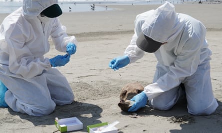 A scientist in hazmat suit and blue gloves takes a sample from a dead animal lying on the sand