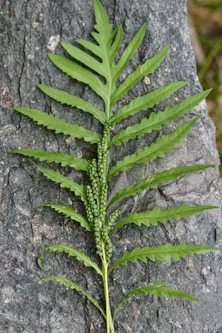 A closeup of Onoclea sensibilis