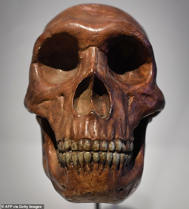 Neanderthals had a long, low skull (compared to the more globular skull of modern humans) with a prominent brow ridge above their eyes. Pictured, a skull at a Neanderthal exhibition at the Musee de l'Homme in Paris