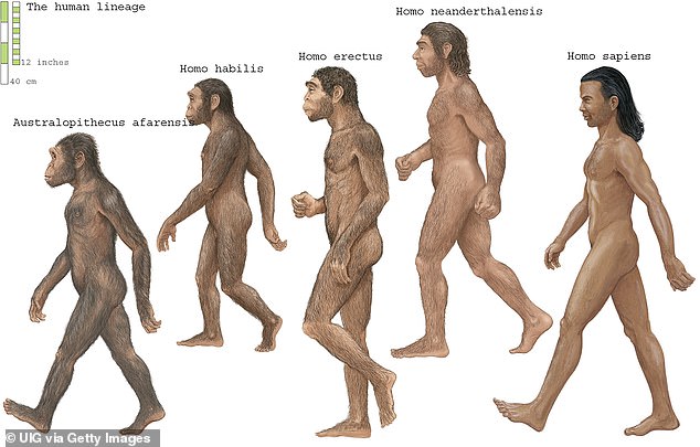 Neanderthals had large noses, strong double-arched brow ridge and relatively short and stocky bodies. The species ranged widely in Eurasia (Europe and Asia), from Portugal and Wales in the west across to the Altai Mountains of Siberia in the east