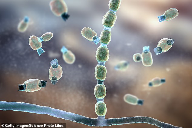 Fungi like the one which causes valley fever (pictured) are developing resistances to our anti-fungal treatments. Since fungal infections are already hard to treat, so this means infections are likely to become more dangerous in the future