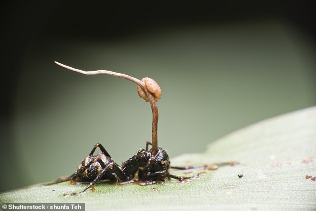 The cordyceps mushroom was the inspiration behind the zombie fungus in The Last of Us. This fungus infects the brains of ants and takes control of their nervous system, forcing them to climb to a vantage point from which the mushroom can spread its spores