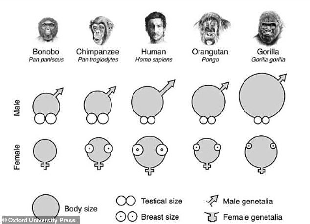 Human testicles are 'rather small' when compared to other living primates such as the bonobo and the chimp. This image shows male and female great ape sexual organs, compared for size (bonobos are flat chested until they get pregnant)