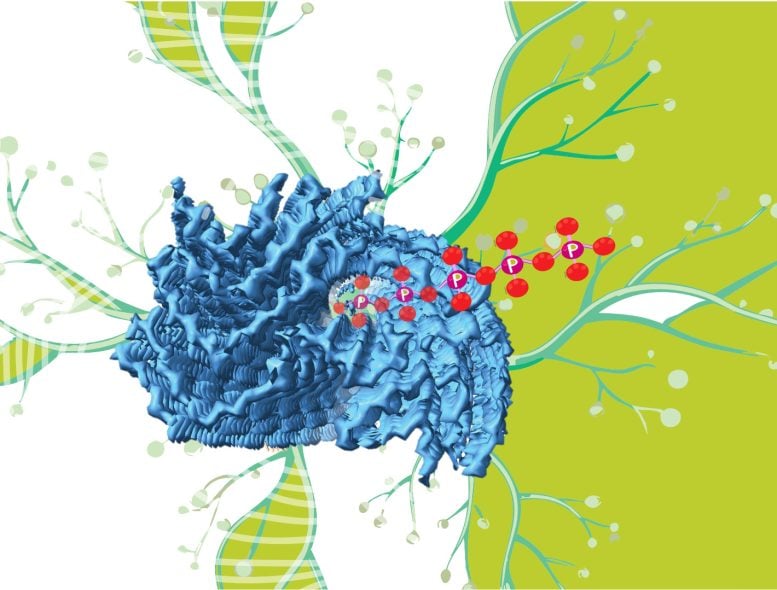 Molecular Polyphosphate Fibrils