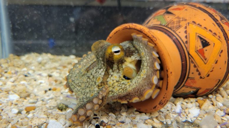 Octopus bimaculoides in Jar