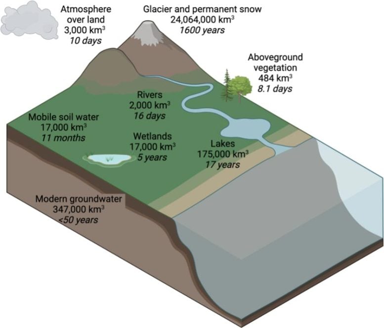 Rapid Return of Water From Ground to Atmosphere Through Plants