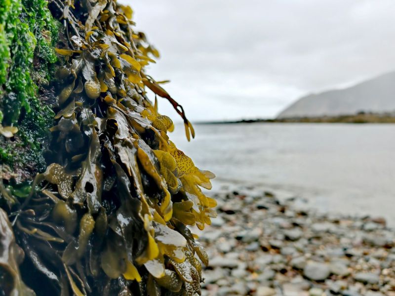 Seaweed on beach