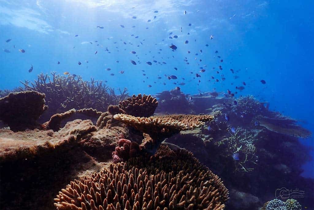 great barrier reef corals